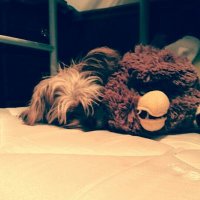 cookiemaster134 (@teh_real_cookie) 's Twitter Profile