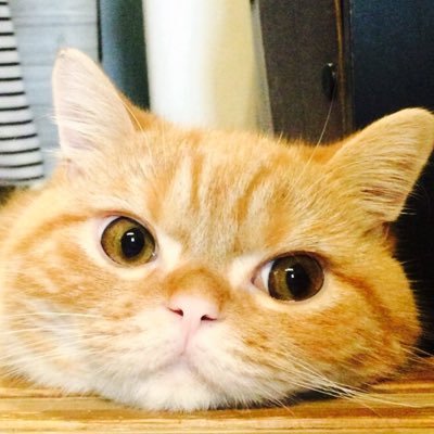 マイペースにコツコツと雑記ブログ書いてます。

猫とかギターとか食べ物とかお出かけとかの話題多めの雑記ブログです。

無料ブログからワードプレスへ苦戦しながら引っ越しました。