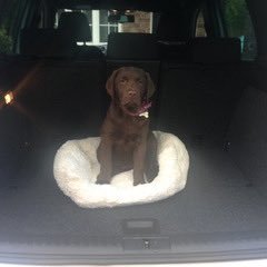 wagsontheedge's profile picture. Hi, I'm Kate, a dog walker in Alderley Edge and surrounding areas. My aim is to return your pooch with a smile on it's face and exhausted!!! 🐾🐶 07506 053411