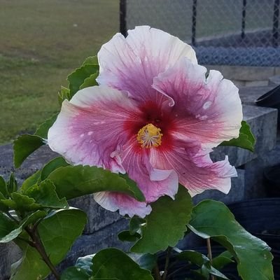 Anne_M_Shaw's profile picture. #KAG thru small gov't and low taxes.
#MAGAveteran
#ContentOfCharacter #TrumpTrain
#EndFGM #BanShariaLaw