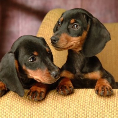 LoserMysterious's profile picture. Just a dude on a mission to follow every account on Twitter. Follow me if you want, idc