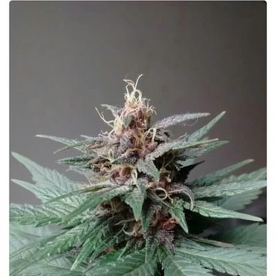 Unpibedeporahii's profile picture. Medio  flashero, pero creo que nací para tw boludeces