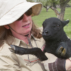 Shepherdess to black sheep. Production oriented Black Welsh Mountain sheep.