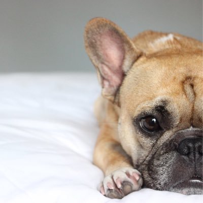 *French Bulldog Brothers San Francisco *Lives to love, born to model, loves to cuddle