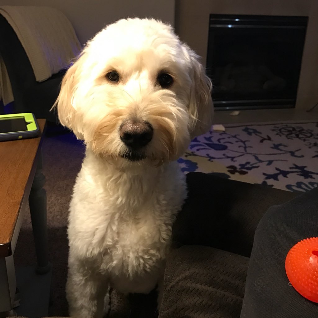 mostwantedjhal's profile picture. 