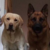 Chris Tovey (@31tovey) 's Twitter Profile