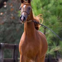 زائر جده (@lp8hkb) 's Twitter Profile