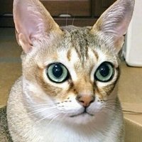 勇者ジェーン (@24kawa24kawa) 's Twitter Profile Photo 勇者ジェーン (@24kawa24kawa) 's Twitter Profile Photo