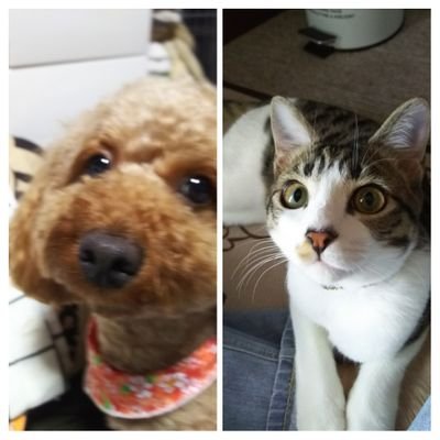 伊藤千里 うちのトイプードルはシャインマスカットを食べてしまい 夜間救急動物病院へ 吐かせたら大量に粒くらい出て来ました 先生の話では仏壇にお供えしてあるブドウを食べた腎疾患のある子を診たけど間に合わなかったこと１回あったらしいです