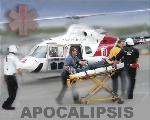 rescuehalcones's profile picture. 