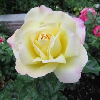 MehmetVurar's profile picture. 