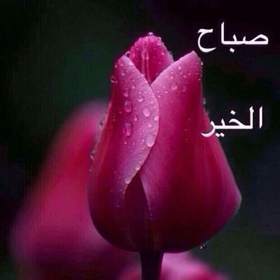 QadarShinwari's profile picture. Sports News Music