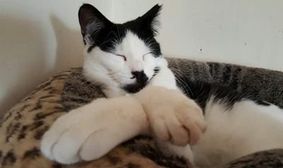 Imbusynapping's profile picture. Cork Ireland.