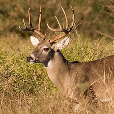 deerhunting313 Profile Picture