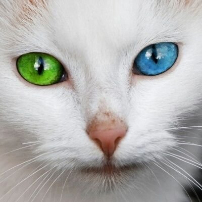 動物・生き物は哺乳類、爬虫類全般無垢で無邪気で可愛いから好きです。メインは犬猫、特に猫が好き。アニマル関連情報収集アカウント。他にも興味が出たものを投稿していきます。※たまに案件ポストしてます。