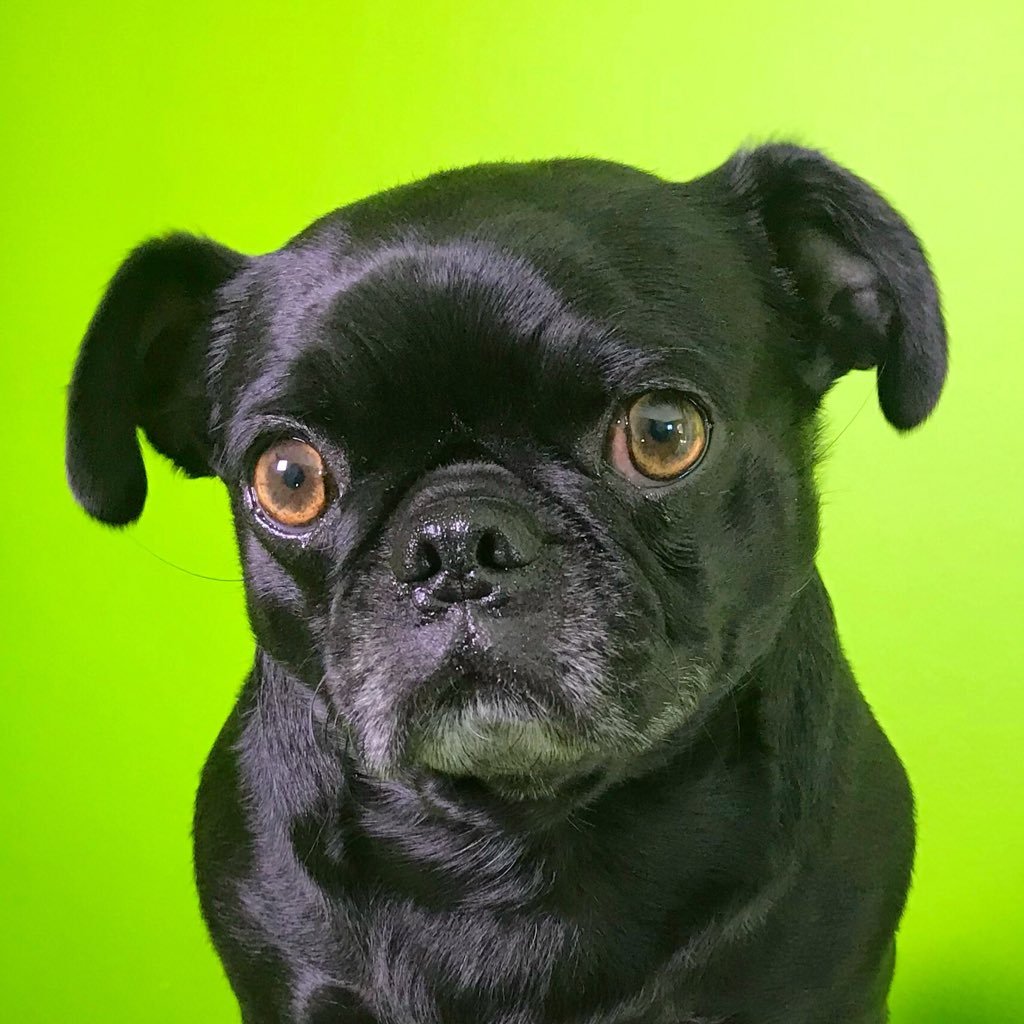 I'm Kubrick, a handsome little black pug boy who loves the ladies. I live in the Hollywood Hills with my sister Ozzy, @themeanmugpug and dad @believablybad