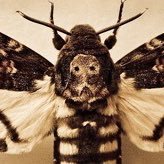 Acherontia_smk's profile picture. Love smoking and stroking #smoker #sexymen #bm #pictures #gaycigar 🇧🇪