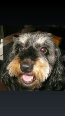 happyon10641303's profile picture. we need Trump

#保護猫、犬