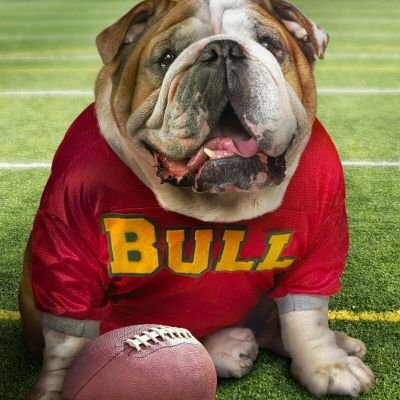 Bull Dog