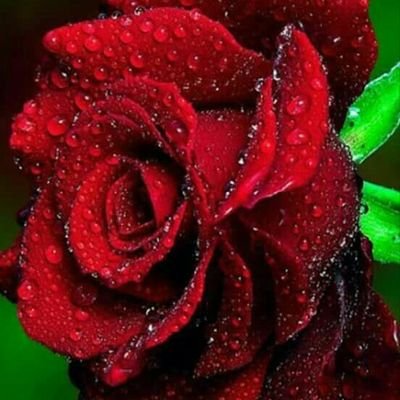 dharmendra28021's profile picture. 