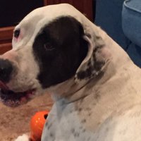 Sioux Dog (@dogsioux) 's Twitter Profile