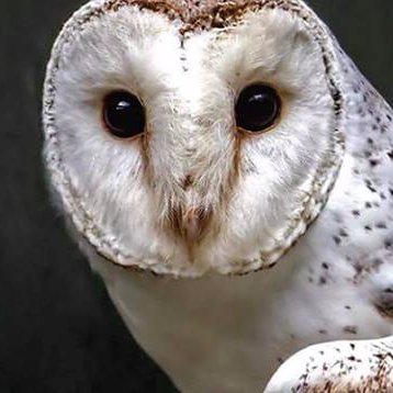 Wingspan is New Zealand’s leading conservation, education and research organisation for birds of prey. Vote Barn Owl for #BirdoftheYear