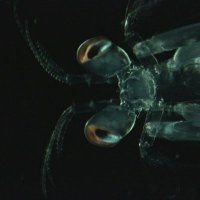 Mireille Steck (@hi_podcollector) 's Twitter Profile