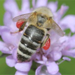 The Austrian Beekeepers Federation 