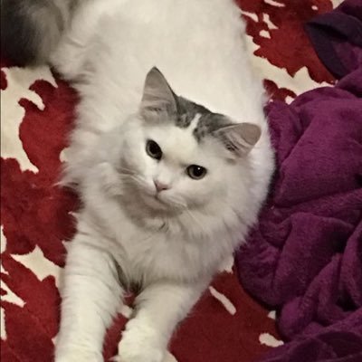 BimaaUm's profile picture. 🌴اللهم من أراد بِنَا سوءًا فأشغله في نفسه🇸🇦