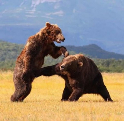 PowerOrson's profile picture. I just think it is funny when bears punch other bears in the junk. Loyal and enthusiastic social mediast.

http://t.co/24u6aKiw4u