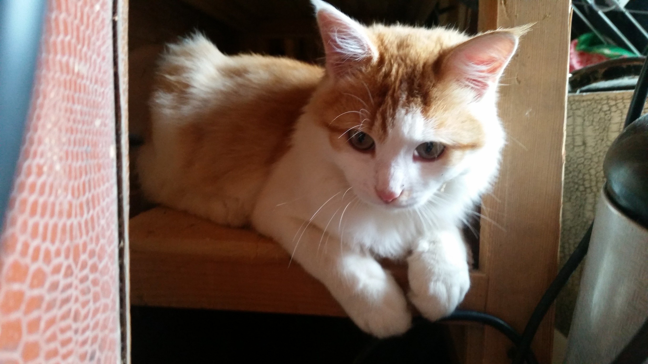 belyakov_ivan's profile picture. 