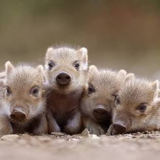 うりぼーず (@uribouhakawaii) / Posts / X