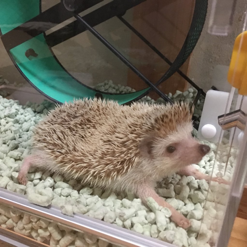 nisihirobike's profile picture. ラーメンはきっかり3分待つ派