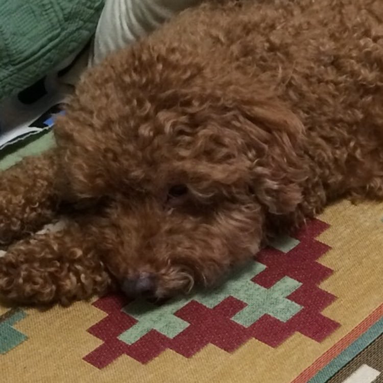 cars_infocenter's profile picture. 