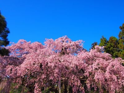 tsite_totaya's profile picture. 読み方:ティーサイター/ひなビタ♪・温泉むすめ・おたねちゃん🐍・G-SHOCK関連中心/#note　温泉むすめ二次創作小話「浮乃ちゃん歌蓮ちゃん」他・ひなビタ♪二次創作小話（不定期掲載）