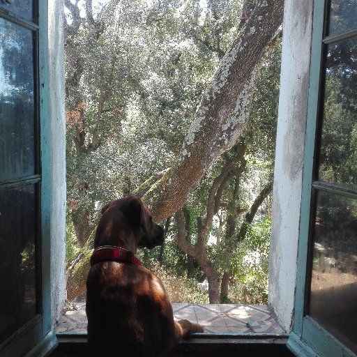 AcrataCat's profile picture. Del camp, del llamp! Sindicat d'Habitatge de Reus. #padróXTotes