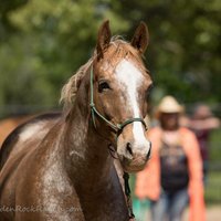 Julie DeYoung (@jdeyoungjkd) 's Twitter Profile