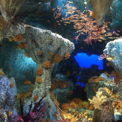smitama_mama's profile picture. 2016年30代後半で娘出産。消化不良の気持ち呟きたくて今更ながらツイッターデビュー。娘の事、隠れマザコンオットの事、息抜きに呟きます。吐き出してる時ただあり。義家族がアク強め。猫が好き。愛猫が娘に嫉妬中。10年間会社員して今は育児と主婦業。ダンス歴25年。臨月も踊り子。