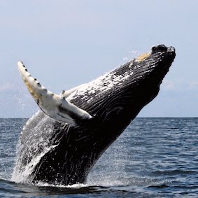 Whalebearbull's profile picture. 