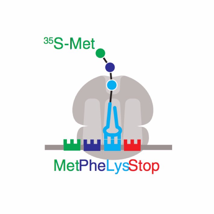 Ribosome is life. Tweets by grads/postdocs, approved (sometimes) by Rachel Green