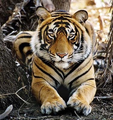 faraimark's profile picture. Man meets Farm