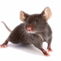Tim Murphy (@vangreenmouse) 's Twitter Profile Photo Tim Murphy (@vangreenmouse) 's Twitter Profile Photo