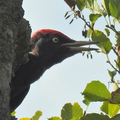 Living near Jevington Plantation, a patch of ancient woodland, part of the scarp-edge woods above Eastbourne.