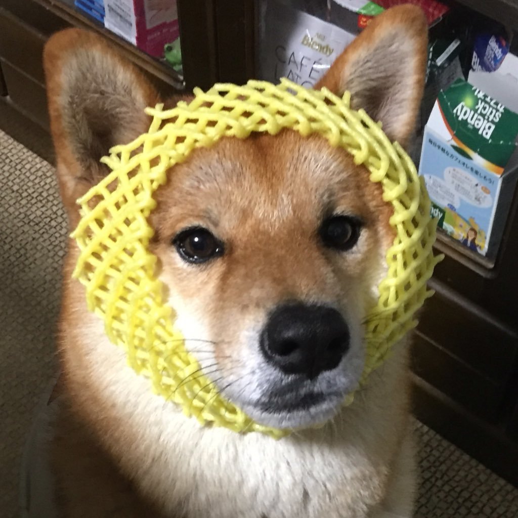 shiba_syotaro Profile Picture