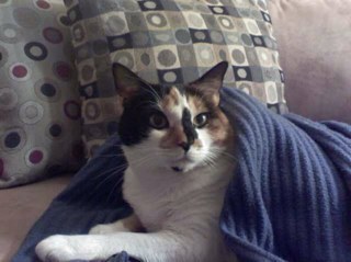 Buttercup518's profile picture. love my cat, reading, knitting, Korean dramas, and shoe shopping