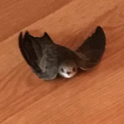 AdminMode's profile picture. 