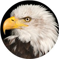 Eagle Portraits(@EaglePortraits) 's Twitter Profile Photo