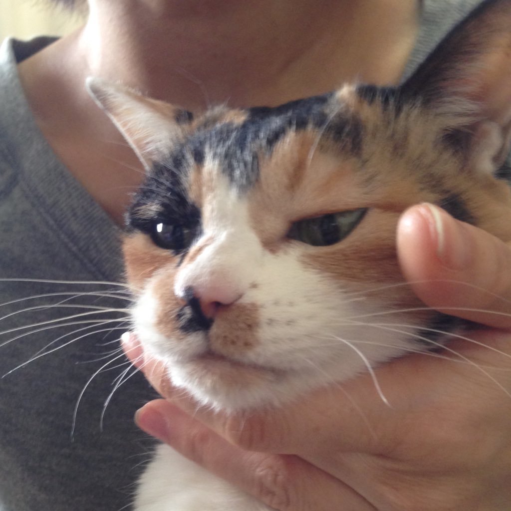 ねこさんのプロフィール画像