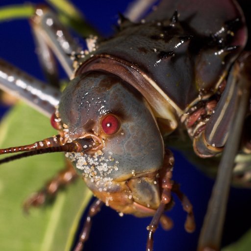 Acanthoplus Profile Picture