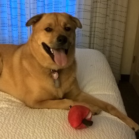 Takin' Manhattan and all places in between, one GIANT paw at a time... WOOF!!!
https://t.co/B0DcxgPBfN